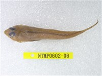 藏品(絲鰭斜棘(魚銜))的圖片